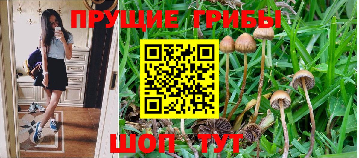 Псилоцибиновые грибы Psilocybine cubensis  Вход с VPN  Красноармейск 